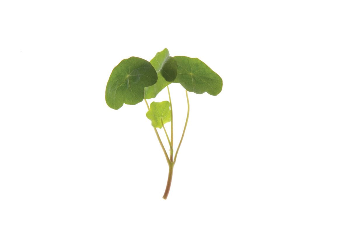 Nasturtium – Shoot Seed